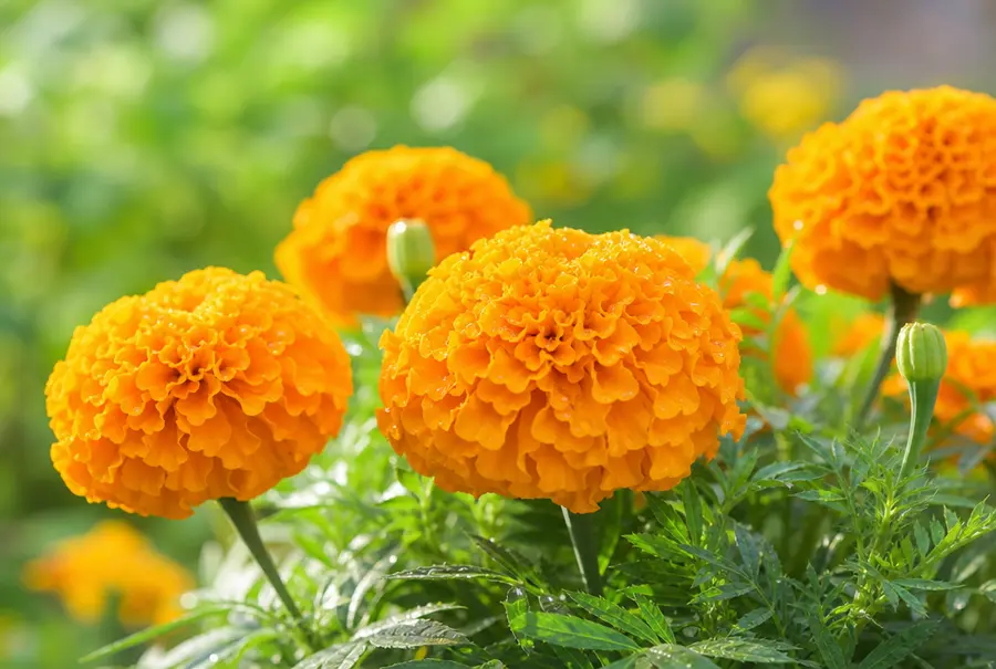 Orange marigold flowers in bloom - the marigold extract in OptiBrite Kids is a natural source of lutein