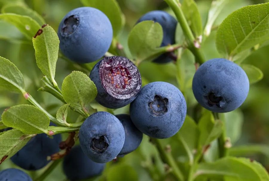 Ripe wild bilberries on the branch, one cut open showing deep purple flesh