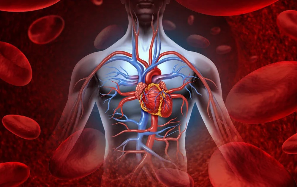 SmoFlo: For Better Blood Circulation