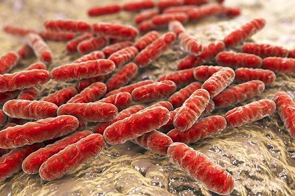 Probiotics 2B: Friendly Bacteria For A Healthier Gut